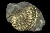 1.15" Pyritized (Pleuroceras) Ammonite Fossil - Germany - #131098-1